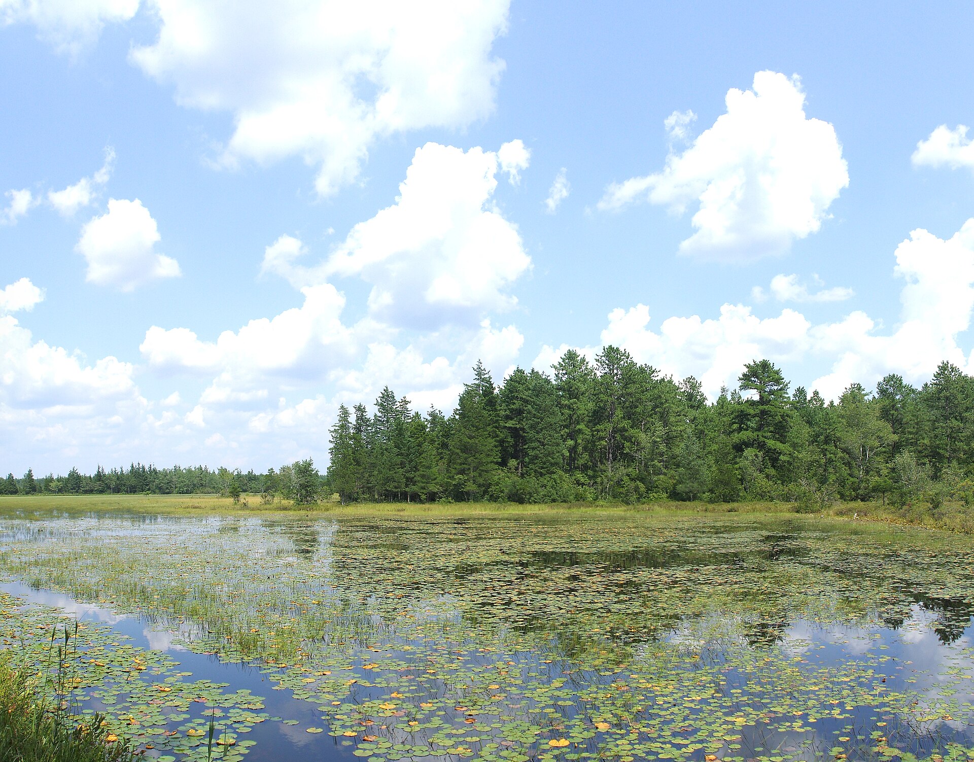 Tabernacle and Shamong, New Jersey: A Pinelands Guide for Luxury Home Buyers